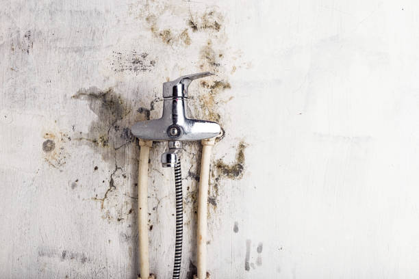 Best Emergency Mold Remediation in Oolitic, IN