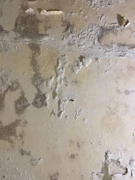 Best Residential Mold Remediation in Oolitic, IN